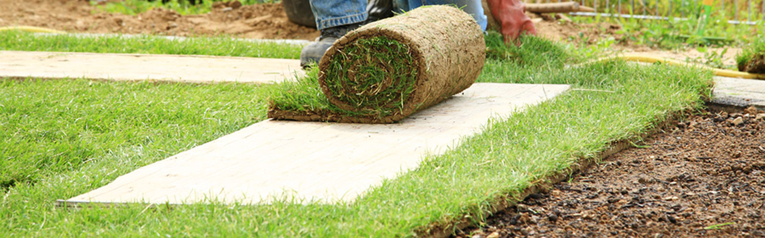 bigstock Laying Sod For New Lawn 8509525